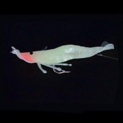 OUTDOORS FISHING LUMINOUS ELASTIC SOFT GLUE BAIT SHRIMP / 3 SIZE (CLEAR WHITE)